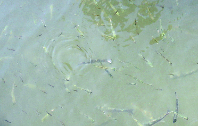 Pesciolini di Comacchio